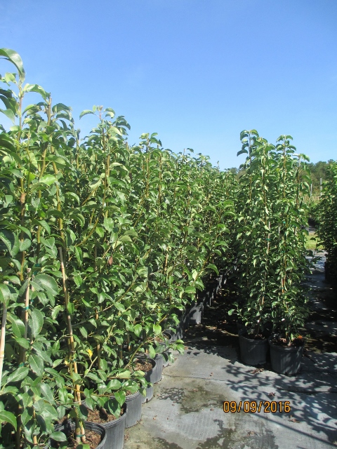 pyrus-communis-leconte-european-pear-common-pear