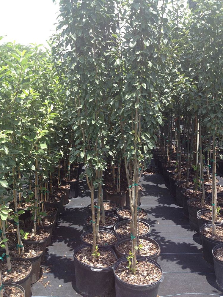 pyrus-communis-orient-european-pear-common-pear