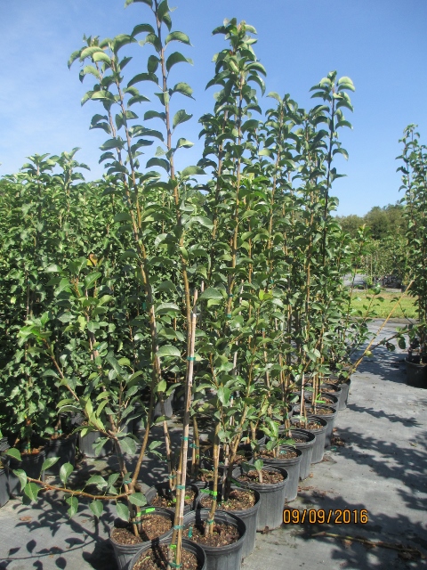 pyrus-communis-orient-european-pear-common-pear