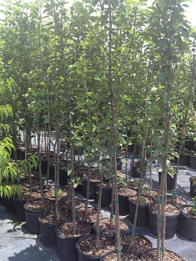 pyrus-communis-pineapple-european-pear-common-pear