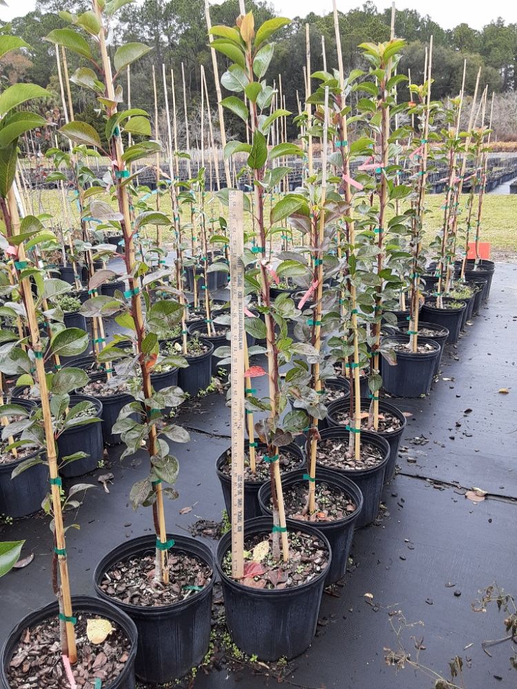pyrus-communis-pineapple-european-pear-common-pear
