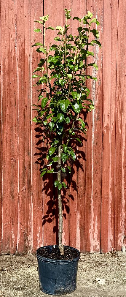 pyrus-florida-home-pear