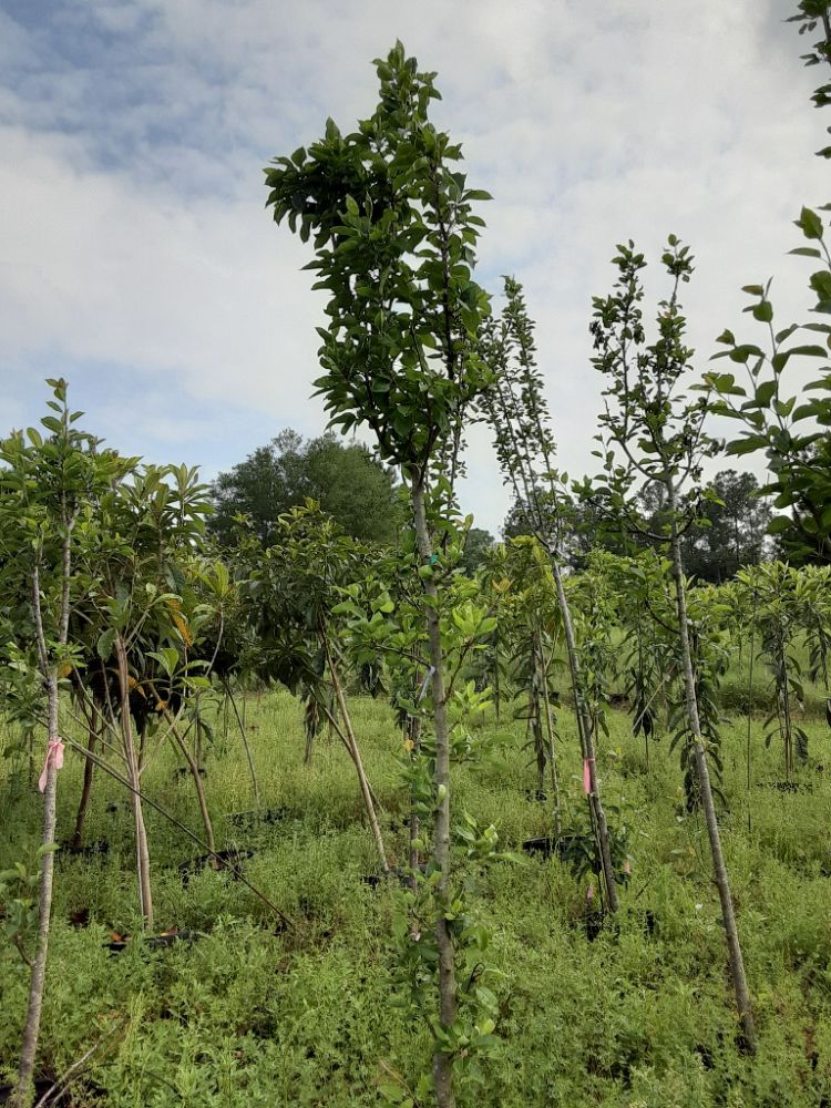 pyrus-kieffer-pear