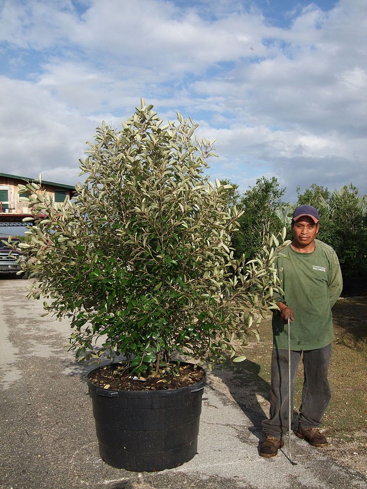 quadrella-jamaicensis-jamaican-caper-capparis-cynophallophora