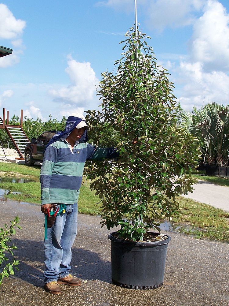 quadrella-jamaicensis-jamaican-caper-capparis-cynophallophora