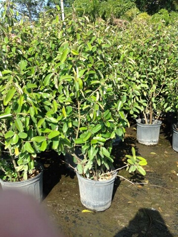 quadrella-jamaicensis-jamaican-caper-capparis-cynophallophora