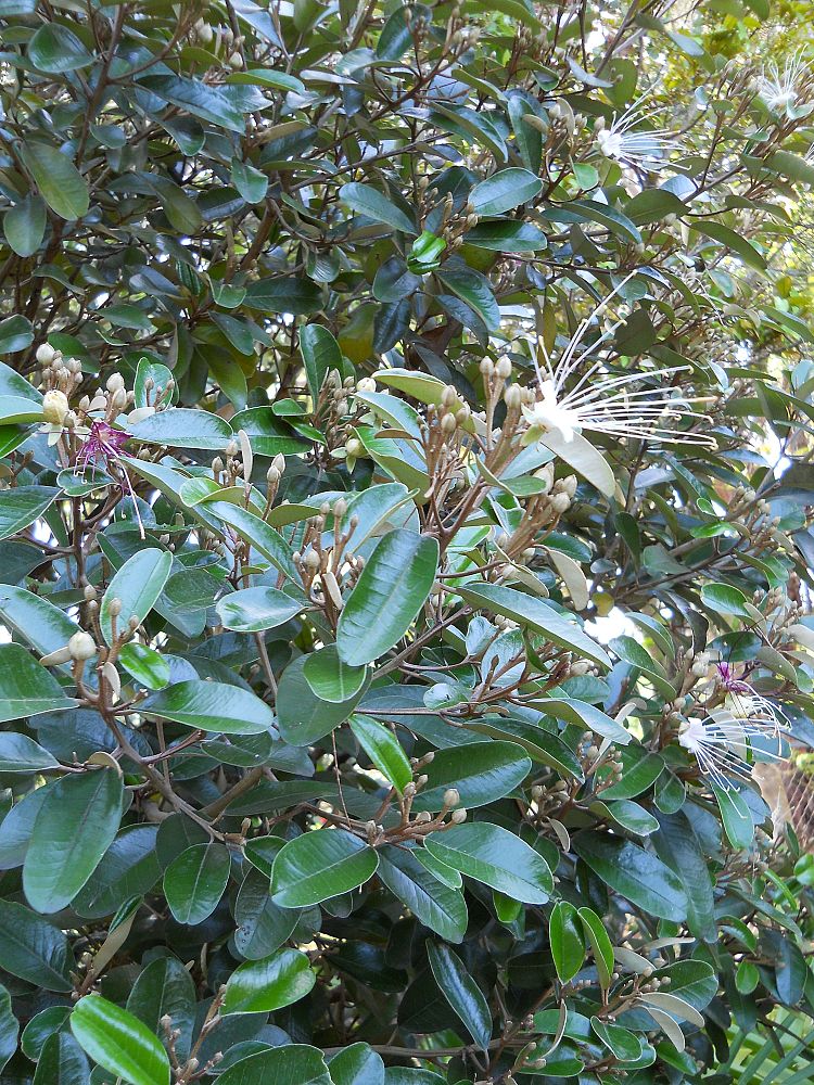 quadrella-jamaicensis-jamaican-caper-capparis-cynophallophora
