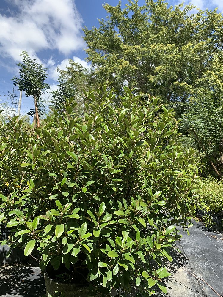 quadrella-jamaicensis-jamaican-caper-capparis-cynophallophora