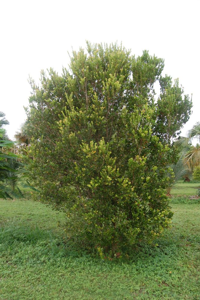 quadrella-jamaicensis-jamaican-caper-capparis-cynophallophora