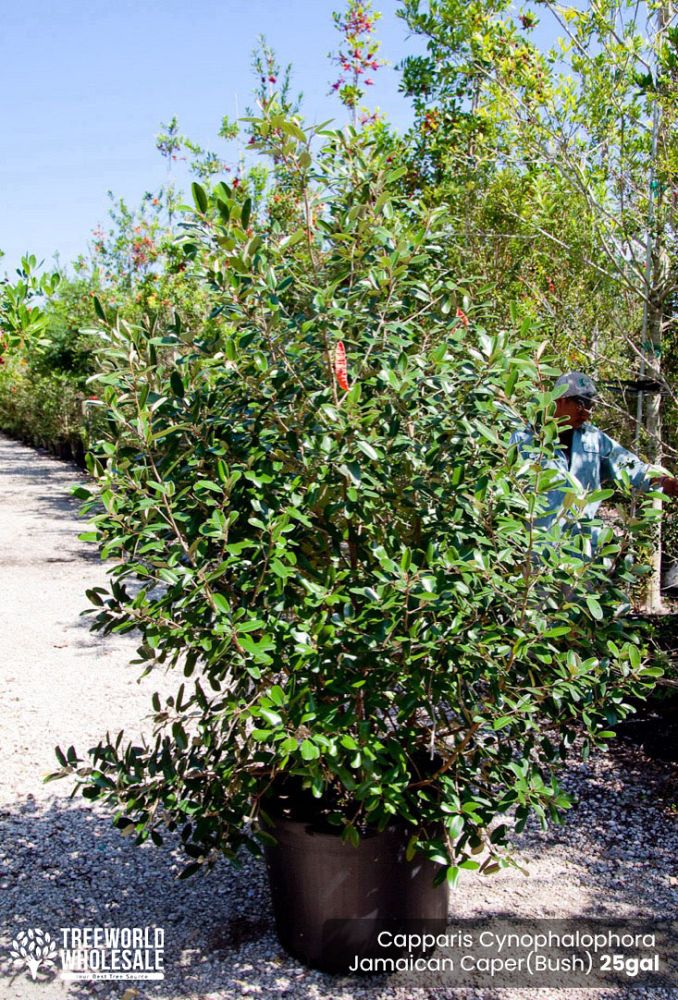 quadrella-jamaicensis-jamaican-caper-capparis-cynophallophora