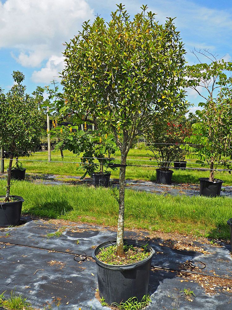 quadrella-jamaicensis-jamaican-caper-capparis-cynophallophora