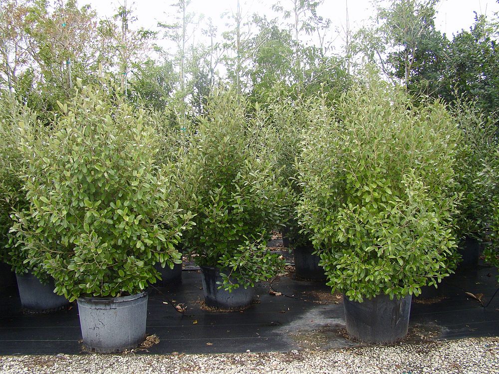 quadrella-jamaicensis-jamaican-caper-capparis-cynophallophora