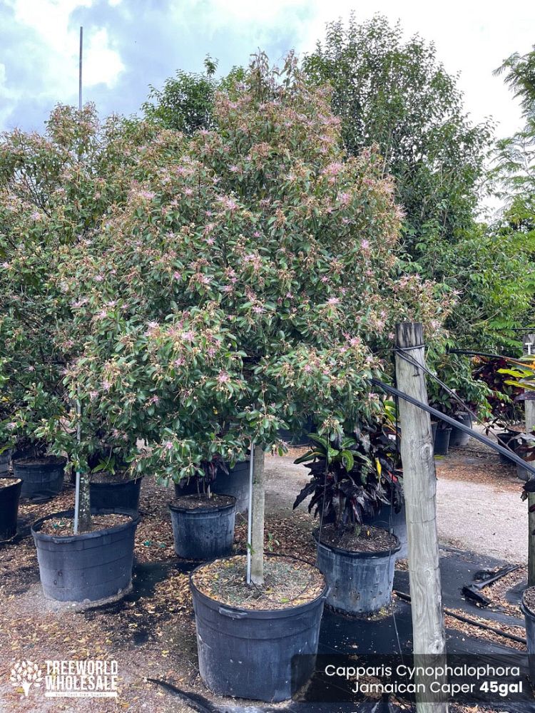 quadrella-jamaicensis-jamaican-caper-capparis-cynophallophora