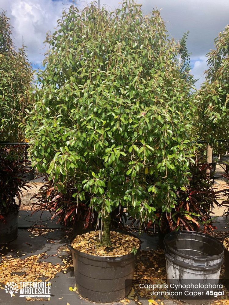 quadrella-jamaicensis-jamaican-caper-capparis-cynophallophora