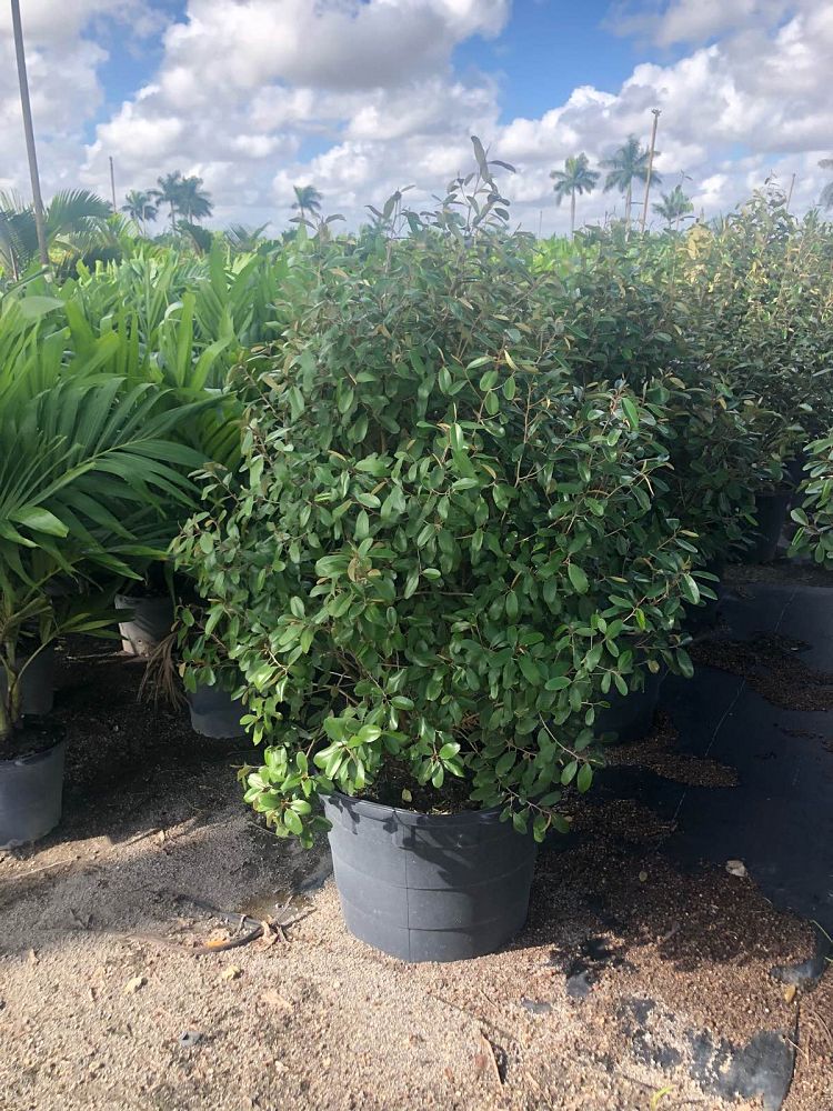 quadrella-jamaicensis-jamaican-caper-capparis-cynophallophora