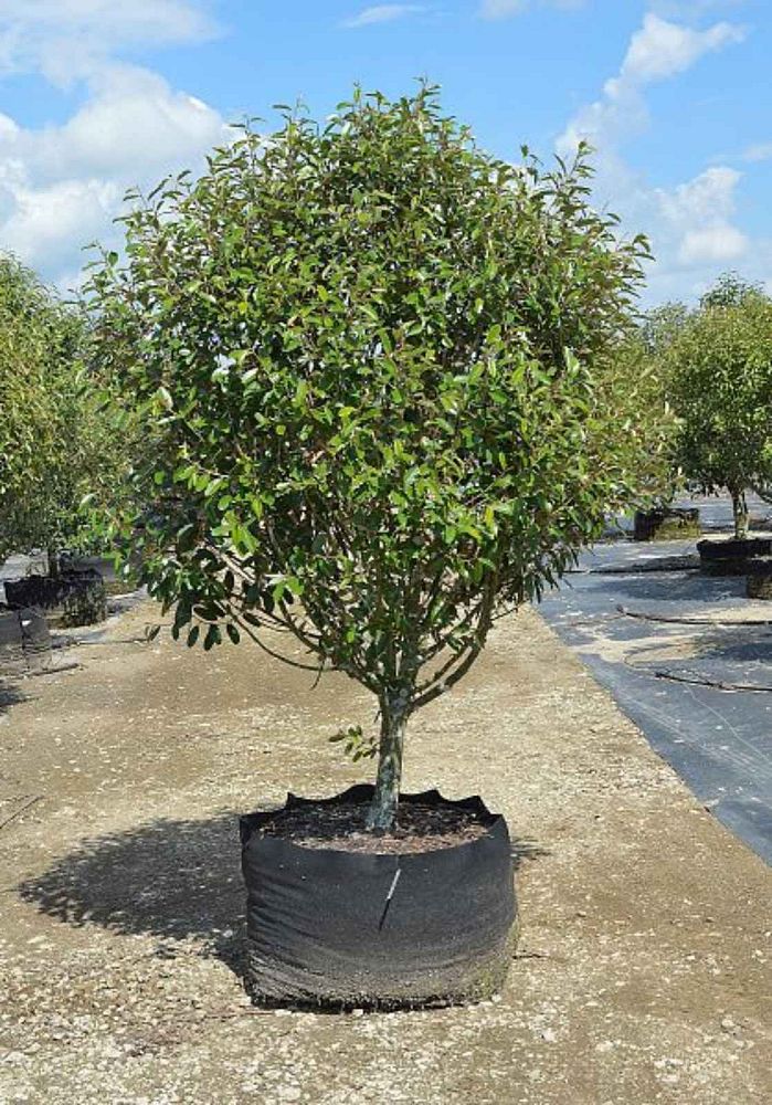 quadrella-jamaicensis-jamaican-caper-capparis-cynophallophora