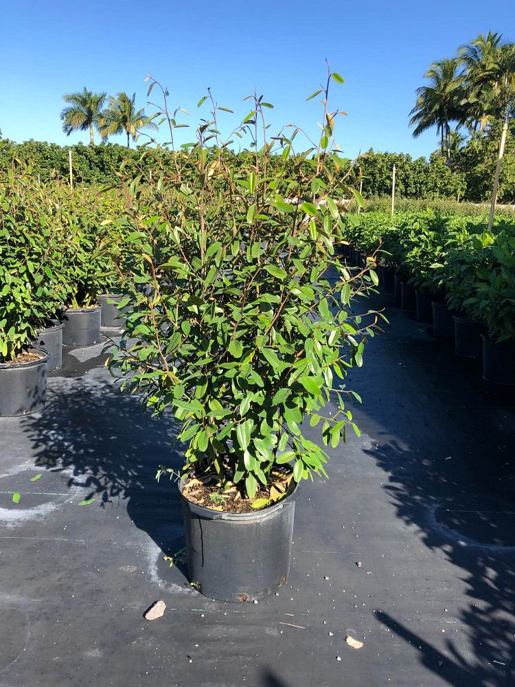 quadrella-jamaicensis-jamaican-caper-capparis-cynophallophora