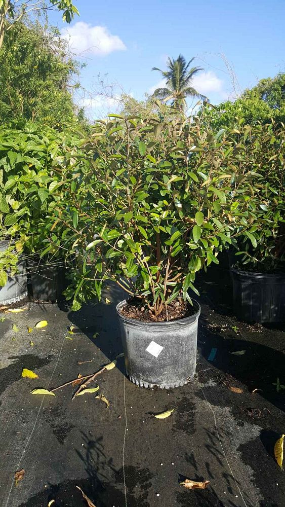 quadrella-jamaicensis-jamaican-caper-capparis-cynophallophora