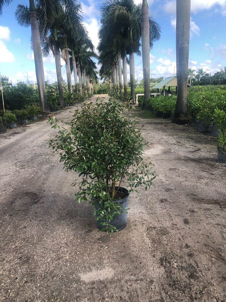 quadrella-jamaicensis-jamaican-caper-capparis-cynophallophora