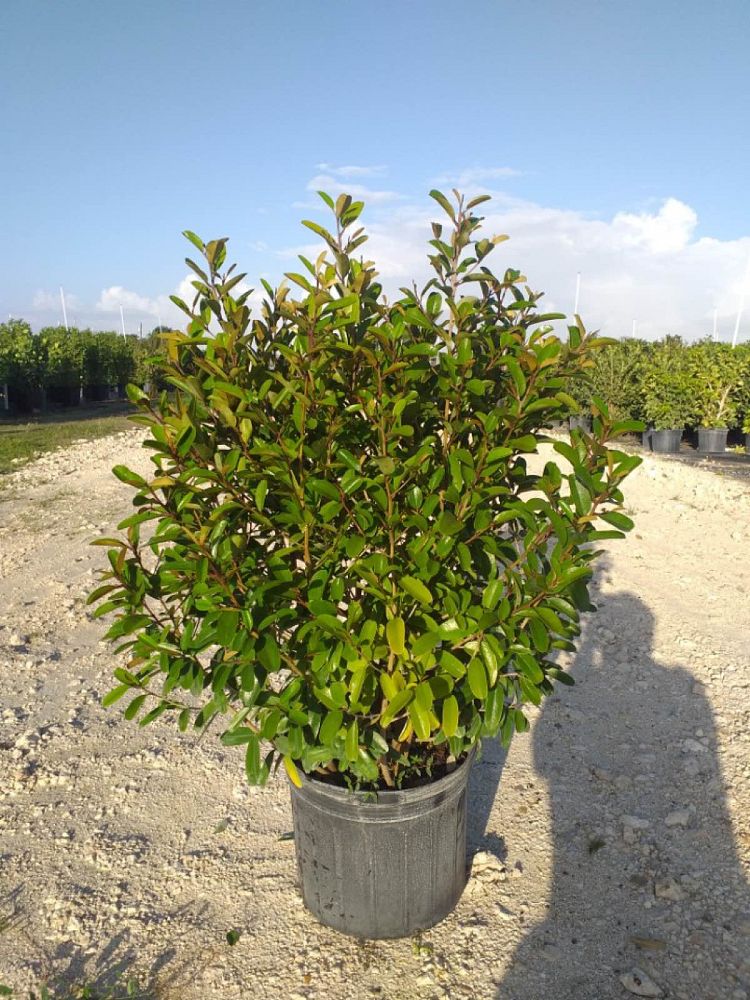quadrella-jamaicensis-jamaican-caper-capparis-cynophallophora