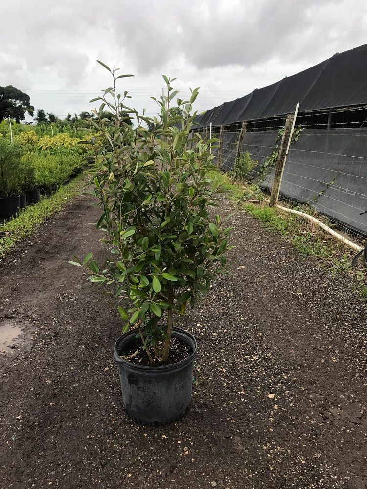 quadrella-jamaicensis-jamaican-caper-capparis-cynophallophora