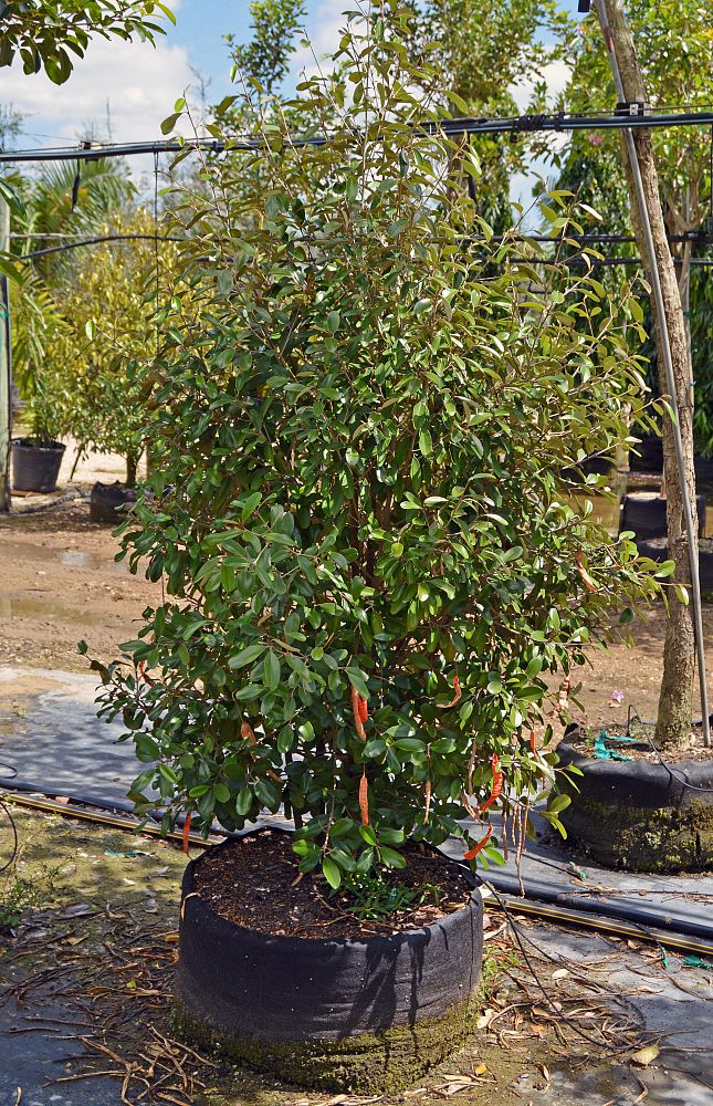 quadrella-jamaicensis-jamaican-caper-capparis-cynophallophora
