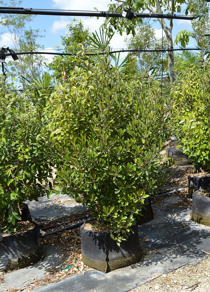 quadrella-jamaicensis-jamaican-caper-capparis-cynophallophora