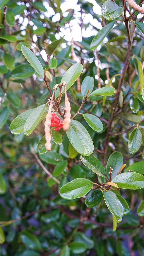 quadrella-jamaicensis-jamaican-caper-capparis-cynophallophora