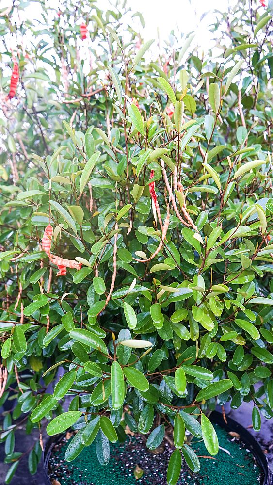quadrella-jamaicensis-jamaican-caper-capparis-cynophallophora