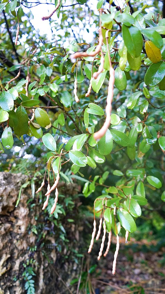 quadrella-jamaicensis-jamaican-caper-capparis-cynophallophora