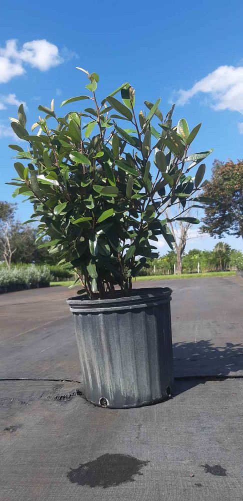 quadrella-jamaicensis-jamaican-caper-capparis-cynophallophora