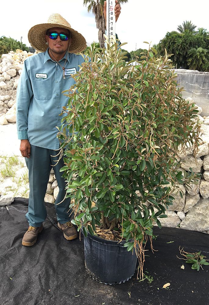 quadrella-jamaicensis-jamaican-caper-capparis-cynophallophora