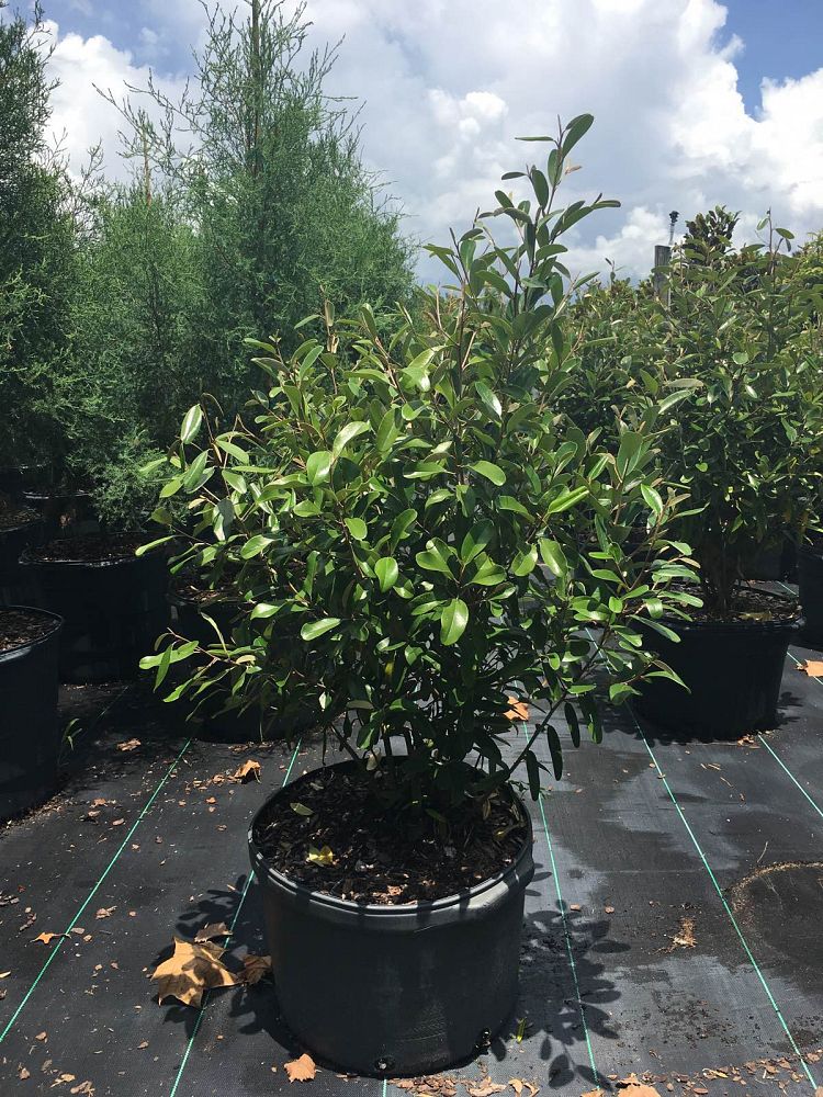 quadrella-jamaicensis-jamaican-caper-capparis-cynophallophora