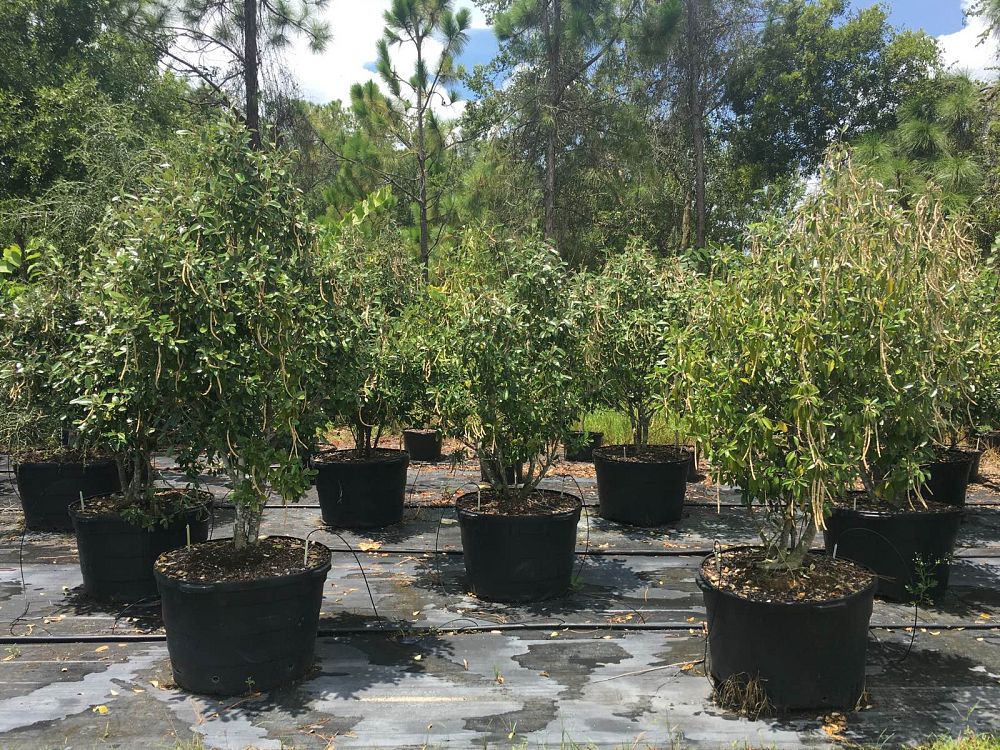 quadrella-jamaicensis-jamaican-caper-capparis-cynophallophora