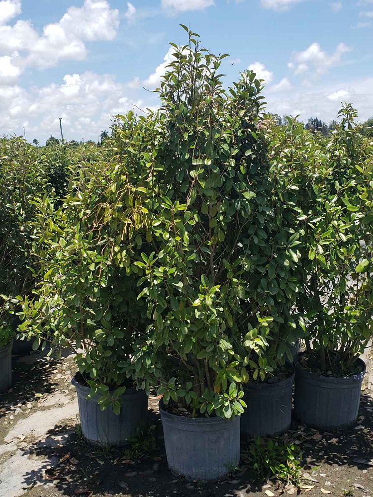 quadrella-jamaicensis-jamaican-caper-capparis-cynophallophora