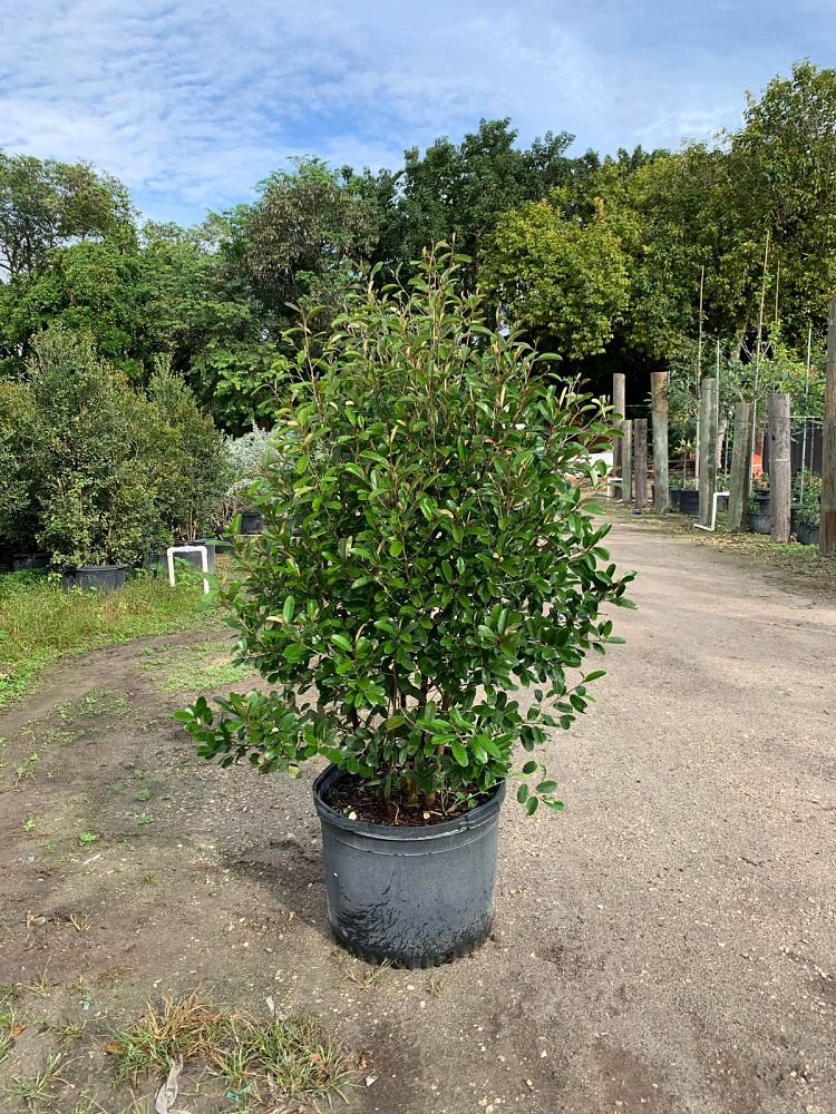 quadrella-jamaicensis-jamaican-caper-capparis-cynophallophora