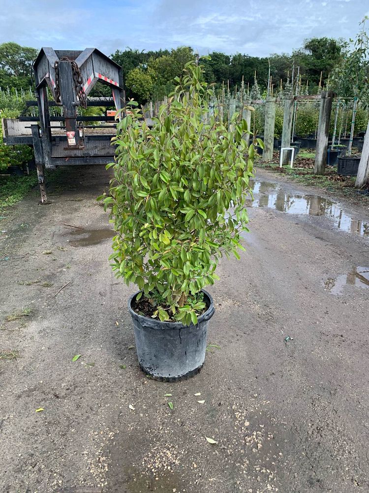 quadrella-jamaicensis-jamaican-caper-capparis-cynophallophora