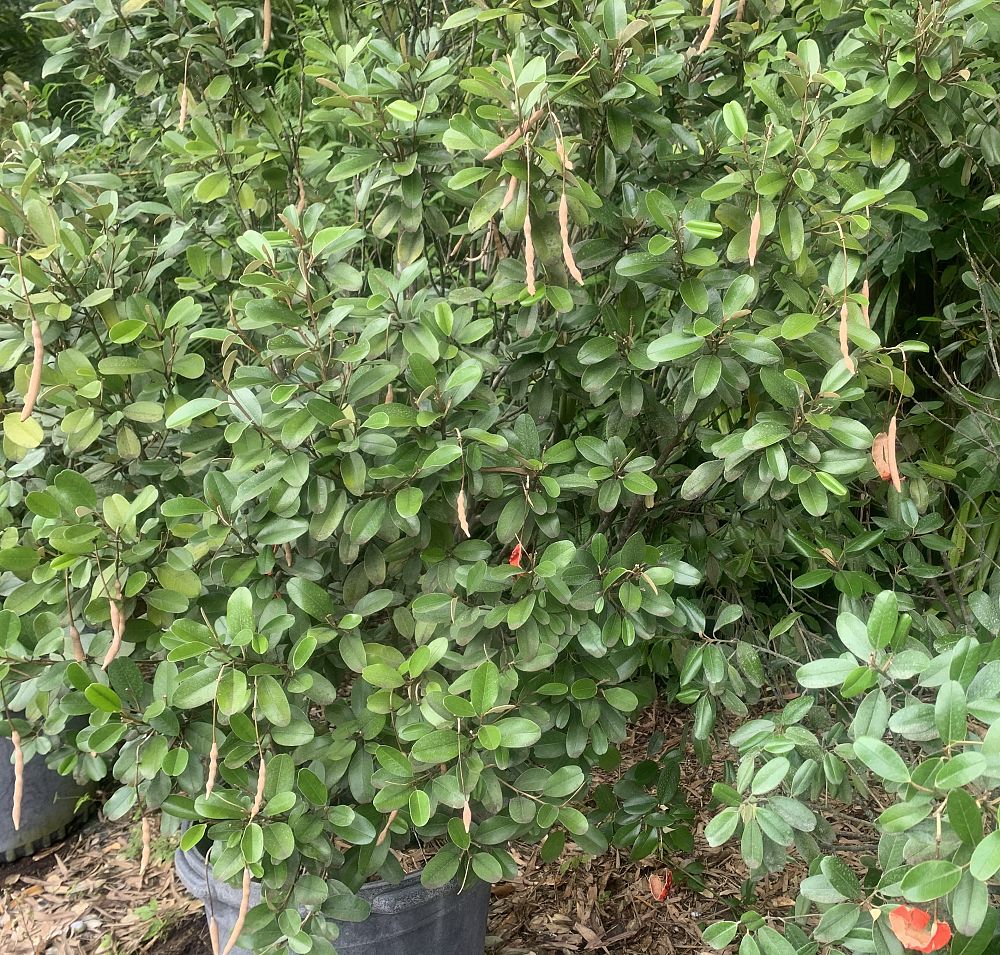 quadrella-jamaicensis-jamaican-caper-capparis-cynophallophora