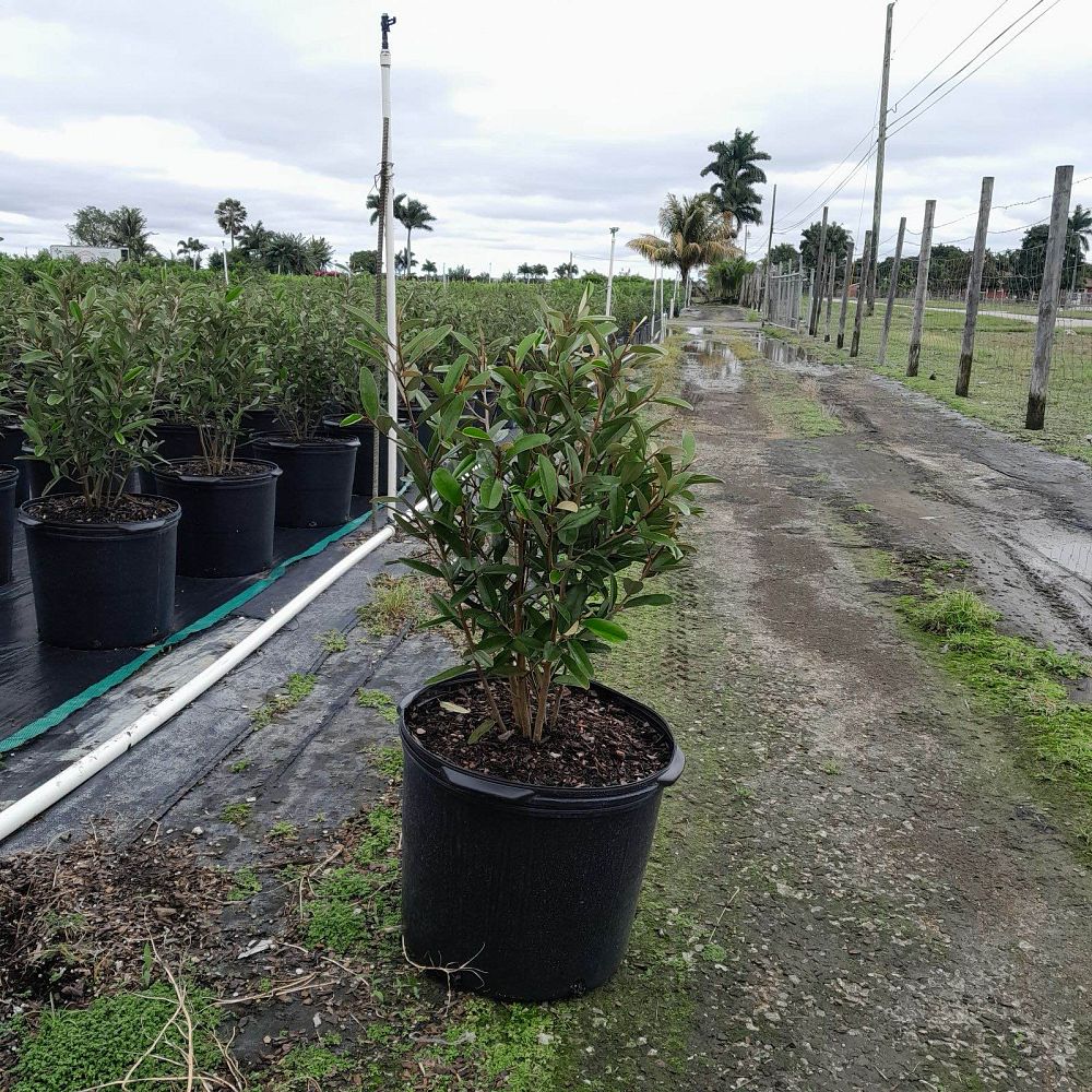 quadrella-jamaicensis-jamaican-caper-capparis-cynophallophora