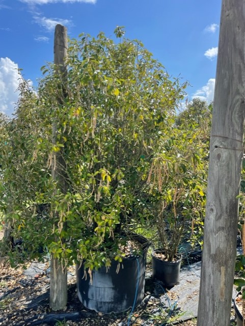 quadrella-jamaicensis-jamaican-caper-capparis-cynophallophora