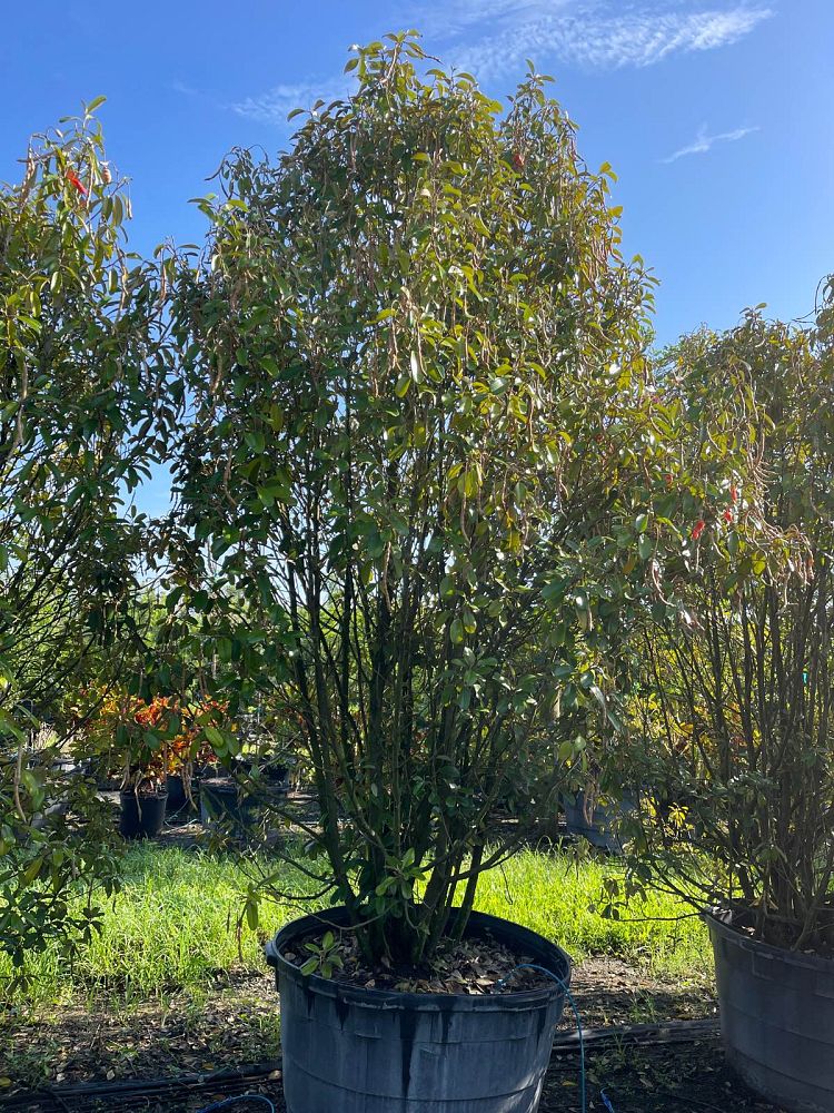 quadrella-jamaicensis-jamaican-caper-capparis-cynophallophora