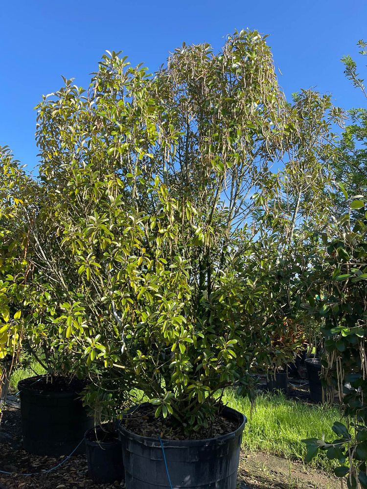 quadrella-jamaicensis-jamaican-caper-capparis-cynophallophora
