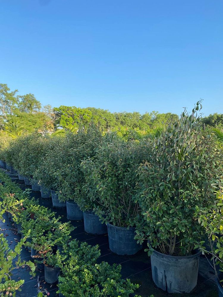 quadrella-jamaicensis-jamaican-caper-capparis-cynophallophora