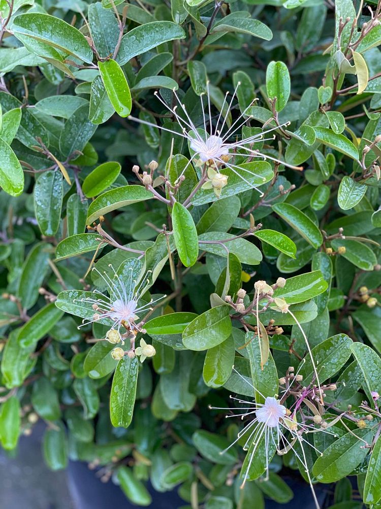 quadrella-jamaicensis-jamaican-caper-capparis-cynophallophora