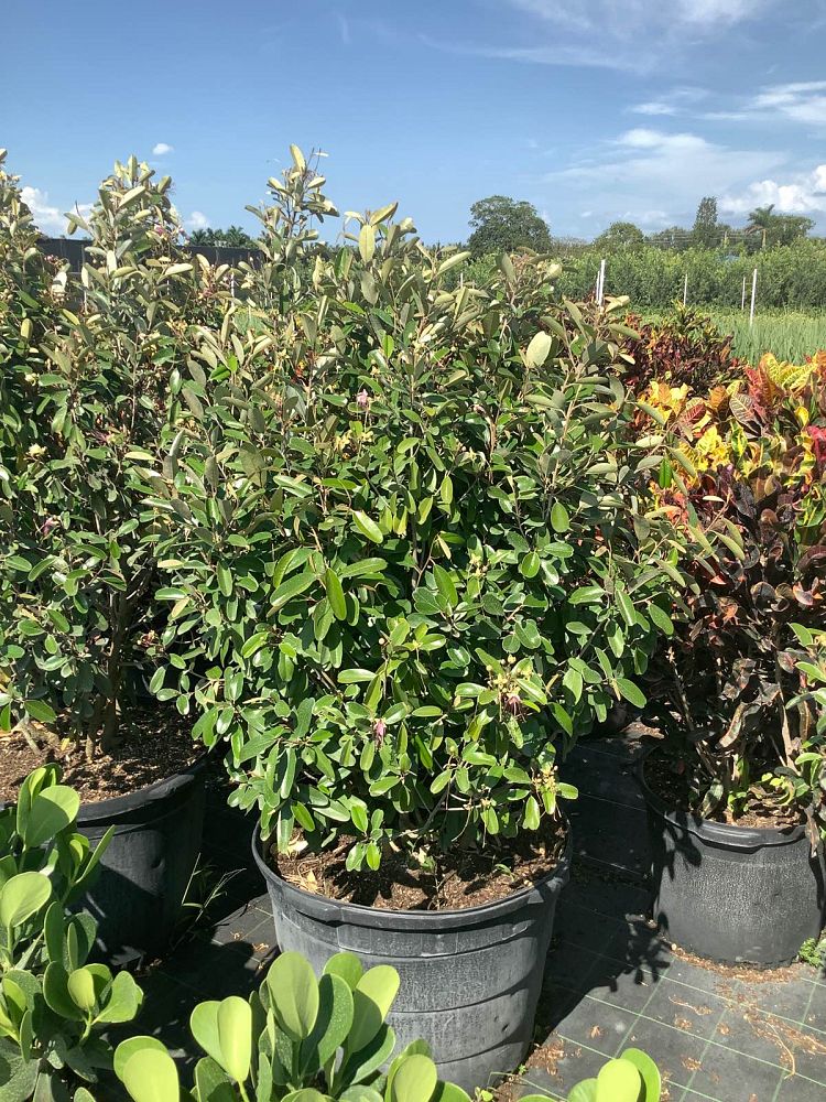 quadrella-jamaicensis-jamaican-caper-capparis-cynophallophora