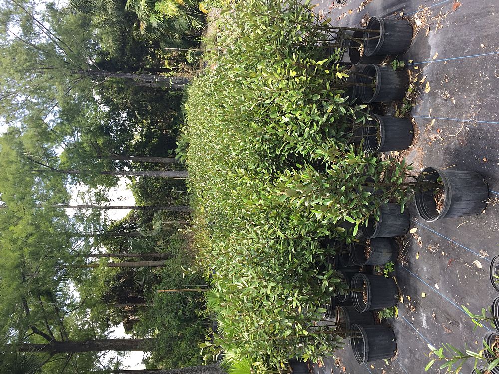 quadrella-jamaicensis-jamaican-caper-capparis-cynophallophora