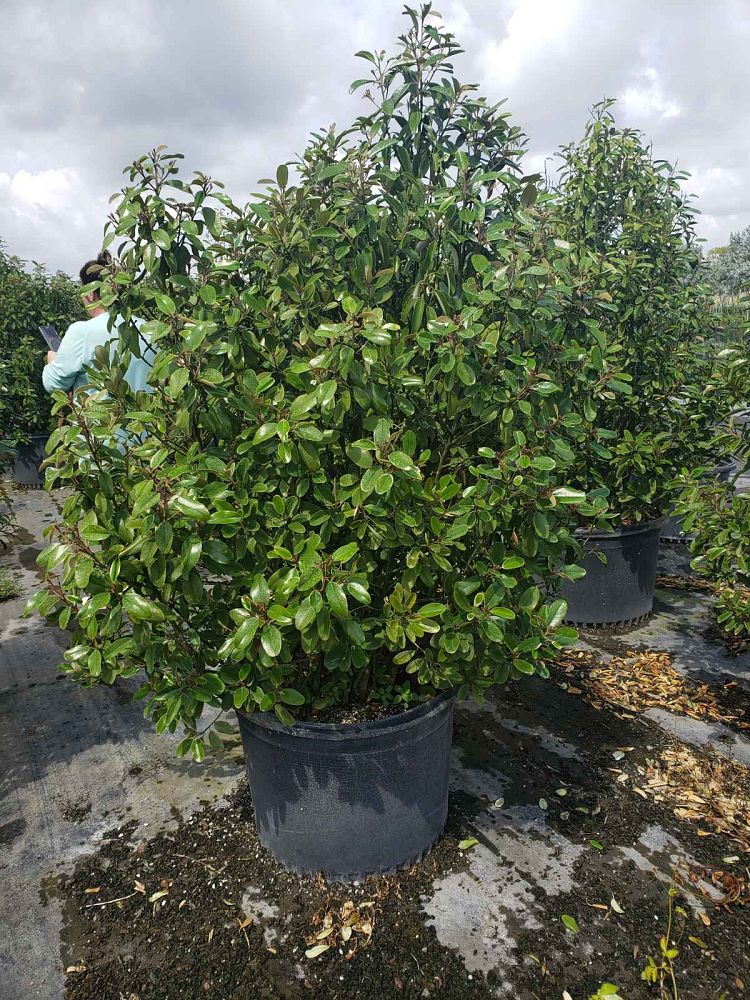 quadrella-jamaicensis-jamaican-caper-capparis-cynophallophora