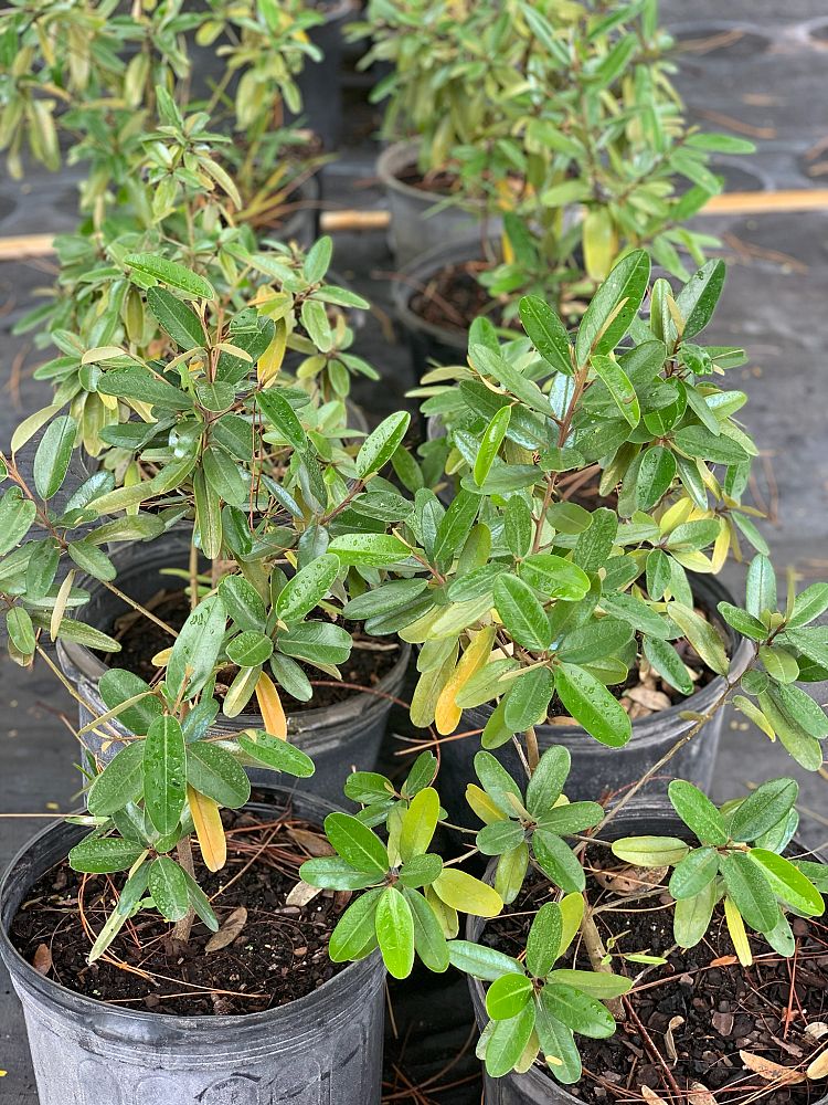 quadrella-jamaicensis-jamaican-caper-capparis-cynophallophora