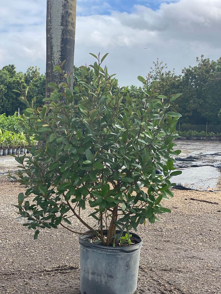 quadrella-jamaicensis-jamaican-caper-capparis-cynophallophora