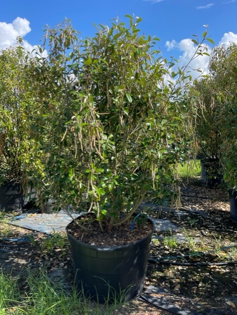 quadrella-jamaicensis-jamaican-caper-capparis-cynophallophora
